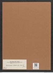 Navicula elliptica v. exarata Grun. (de-Toni-Nr.: Genus 1, Species 298) Zeichnungen Sammlung Grunow Mappe 00244 (Herbarium_W_Grunow_drawings_Folder_00244)
